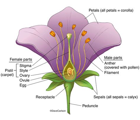 Botany | Carlson Stock Art Structure Of Flower, Reproduction In Plants, Flower Definitions, Female Parts, Flower Science, Veterinary Anatomy, Plant Reproduction, Flower Reproduction, Flower Anatomy