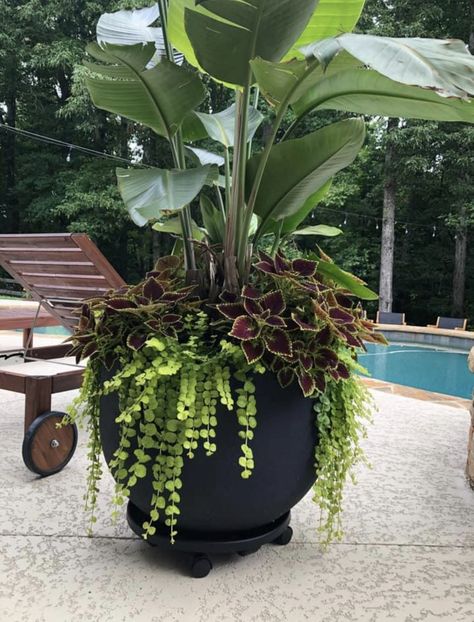 Large Pots Around Pool, Potted Plants Around Pool, Large Flower Pots Outdoor, Diy Large Planters, Outdoor Ideas Garden, Plants Decoration Ideas, Pool Planters, Plants Around Pool, Tropical Backyard Landscaping