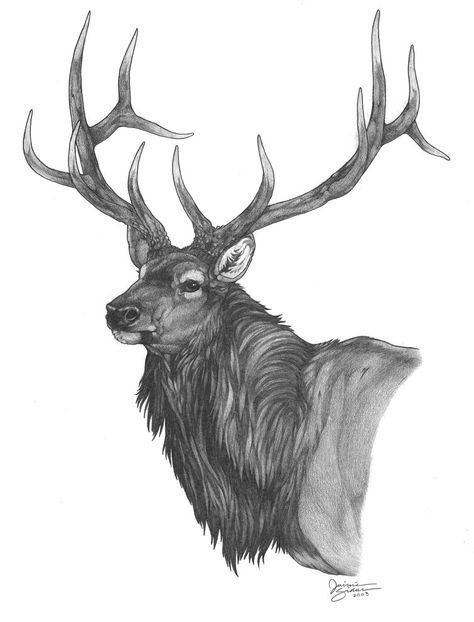 The Rocky Mountain Elk in all his glory. Elk Drawing, Elk Tattoo, Elk Pictures, Stag Tattoo, Beautiful Pencil Drawings, Deer Drawing, Deer Tattoo, Bull Elk, Deer Art