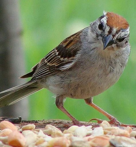 Chipping sparrow Sparrow Pictures, Chipping Sparrow, Bird Pictures, Birds, Animals