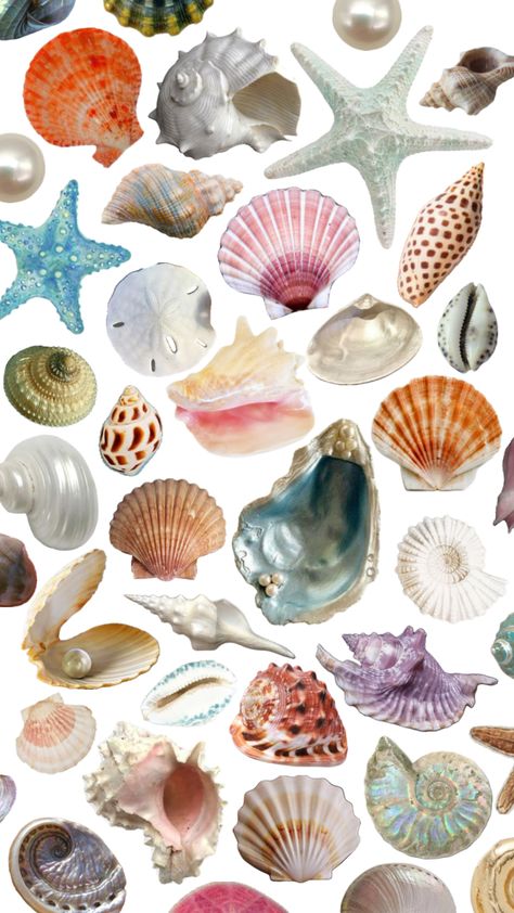 #beach #coastal #shells #moodboard #beachy #summer #aesthetic #wallpaper Beachy Summer Aesthetic, Summer Aesthetic Wallpaper, Starfish Painting, Beachy Summer, Insta Story, Summer Aesthetic, Aesthetic Wallpaper, Starfish, Mood Board