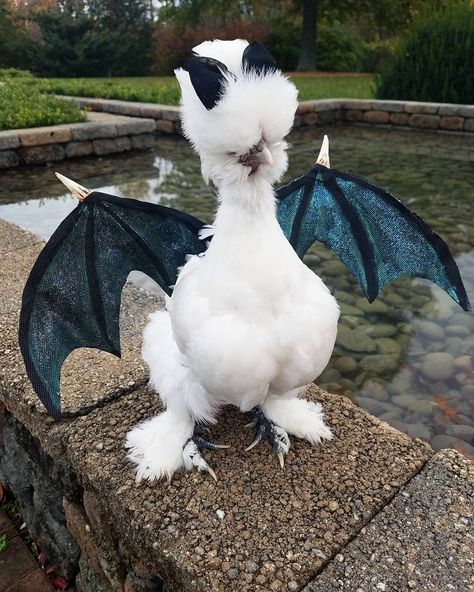 Halloween costume idea for your chickens! Silkie chicken wearing dragon wings - too cute! Chicken Halloween, Chicken Costume, Chicken Costumes, Fancy Chickens, Jenny Lewis, Silkie Chickens, Clean Your Room, Diy Dog Costumes, Beautiful Chickens