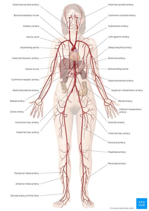 Cardiovascular System Diagram, Cardiovascular Anatomy, Biology Activities High School, Circulatory System For Kids, Blood Vessels Anatomy, Guernsey Sweater, Body Systems Worksheets, Free Human Body, Basic Anatomy And Physiology