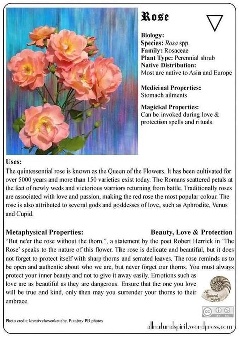 Rose Properties Magic, Roses Magical Properties, Rose Medicine, Rose Magic, Images Of Love, Herbal Witch, Small Herb Gardens, Magickal Herbs, Diy Herb Garden