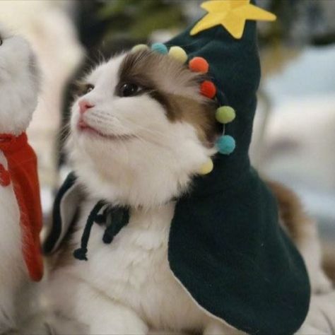 help Christmas Kitties, Bff Christmas, Couples Icons, Christmas Couple, Matching Profile Pictures, Christmas Animals, Cute Anime Couples, Christmas Cats, Matching Pfp