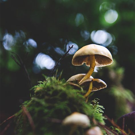 Camping Oregon, Oregon Coast Camping, Oregon Camping, Mushroom Magic, Mushroom Grow Kit, Camping Locations, Arte Inspo, Mushroom Art, North Coast