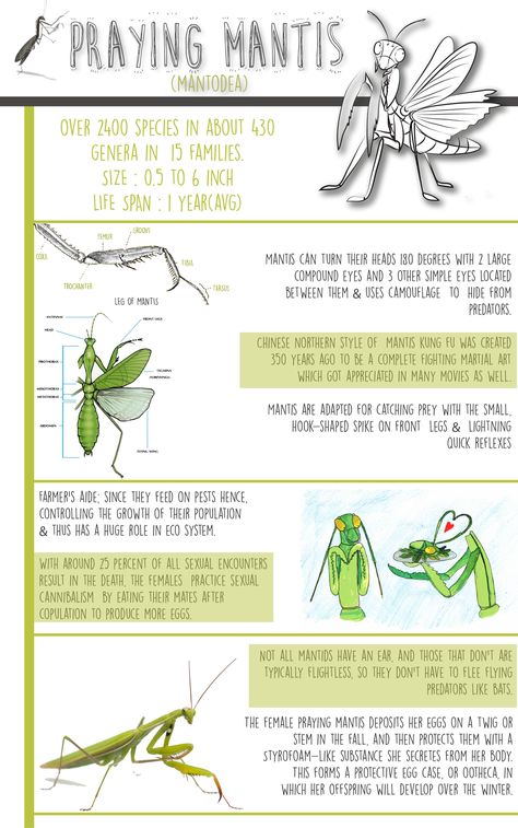 Check out my @Behance project: “Nature Inspired InfoGraphics (Praying Mantis)” https://www.behance.net/gallery/59949663/Nature-Inspired-InfoGraphics-(Praying-Mantis) Praying Mantis Enclosure Diy, Praying Mantis Pet Habitat, Mantis Enclosure Ideas, Praying Mantis Enclosure Ideas, Praying Mantis Pet, Praying Mantis Enclosure, Pet Mantis, Praying Mantis Life Cycle, Classroom Pets