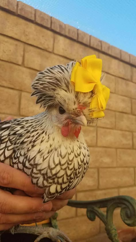 Amelia Egghart the silver laced Polish chicken Silver Laced Polish Chickens, Polish Crested Chickens, Polish Frizzle Chicken, Polish Chickens, Frizzle Chickens, Polish Chicken, Fancy Chickens, Silkie Chickens, Backyard Chicken Farming