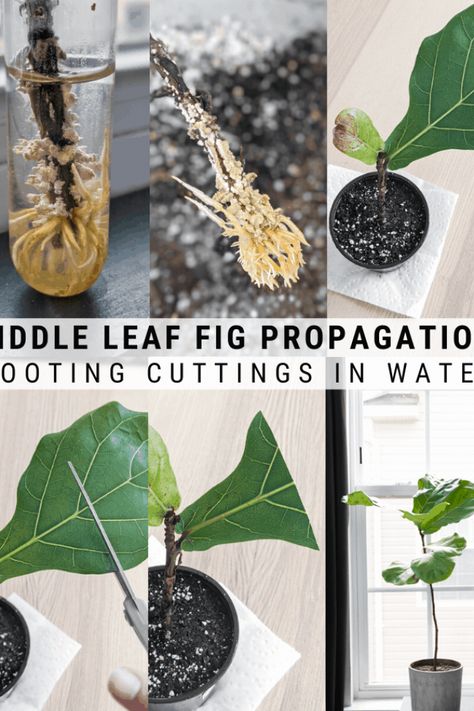 This post has everything you need to know about fiddle leaf fig propagation, including propagating from a branch or a stem! #landscaping #garden Fiddle Leaf Fig Propagation, Fig Propagation, Fig Bush, Fiddle Leaf Fig Care, Fiddle Leaf Fig Plant, Fiddle Leaf Tree, Fig Plant, Fiddle Fig, Household Plants