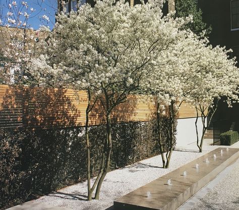 Luciano Giubbilei, Amelanchier Lamarckii, Garden Architecture, Contemporary Garden, City Garden, White Gardens, Courtyard Garden, Garden Trees, Terrace Garden