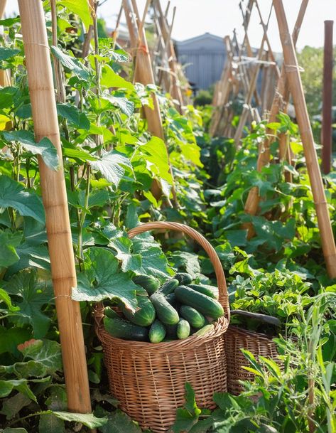 Bitter Cucumbers, Vegetable Harvest, Succession Planting, Gardening Techniques, Crop Rotation, Plant Labels, Healthy Garden, Plant Spacing, Soil Health