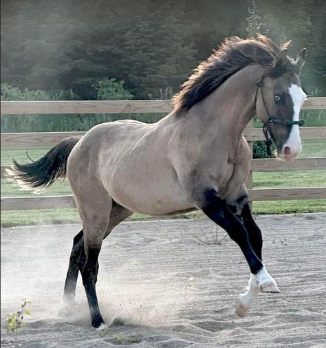 Beautiful grulla color Grullo Horse, Blue Roan Horse, Princess Horse, Grulla Horse, Unusual Horse, Horse Markings, Horse Coat Colors, Rare Horses, Reining Horses