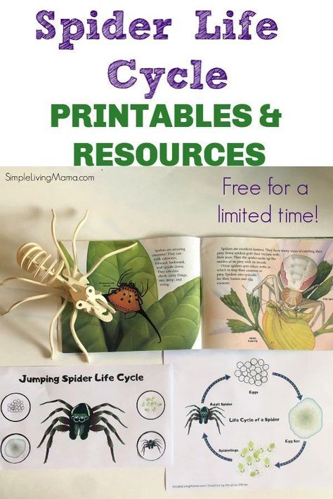 Spider Theme Preschool, Life Cycle Of A Spider, Spider Unit Study, Spider Life Cycle, Spiders For Kids, Insect Unit Study, Ant Life Cycle, Easy Activities For Toddlers, Life Cycles Preschool