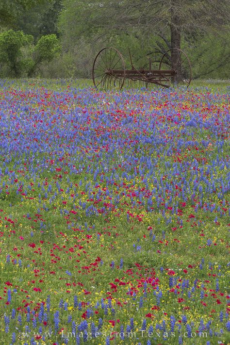 texas wildflowers, texas landscapes, wildflowers, luling texas, spring, texas spring, texas Luling Texas, Wimberly Texas, Texas Forest, Writers Room, Texas Spring, Wimberley Texas, Texas Wildflowers, Texas Landscape, Wildflower Photo