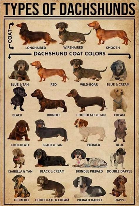 Different Types, Dachshund, Tin, Pet, Signs, Dogs, Wall