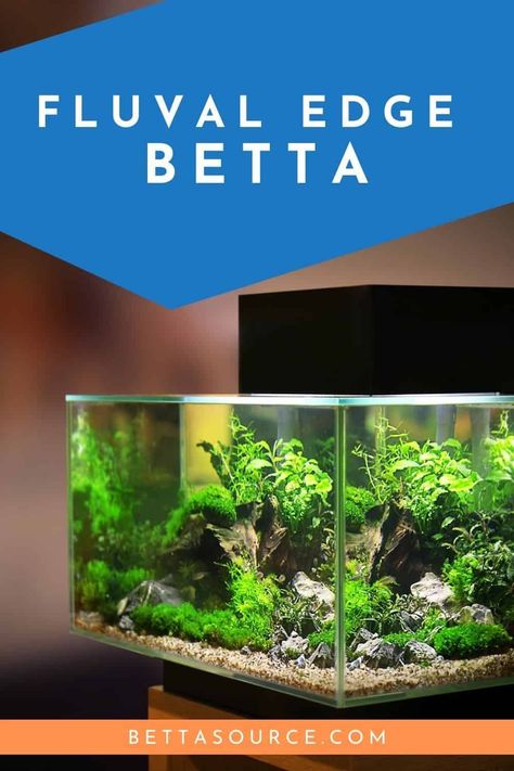 The Fluval Edge Aquarium offers two tank sizes that will meet the needs of a betta fish. Find out if a Fluval Edge aquarium is right for your betta fish and how to prepare your new tank for your fish! Freshwater Aquarium Plants, Aquarium Maintenance, Aquarium Heater, Betta Fish Tank, Floating Plants, Saltwater Tank, Water Patterns, Live Coral, New Tank