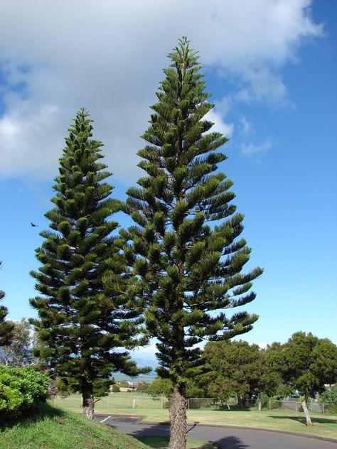 Conical Tree, Frame Plants, Loamy Soil, Pattern Design Ideas, Dinosaur Garden, Ocean Plants, Eyeglasses Holder, Norfolk Pine, The Whoot