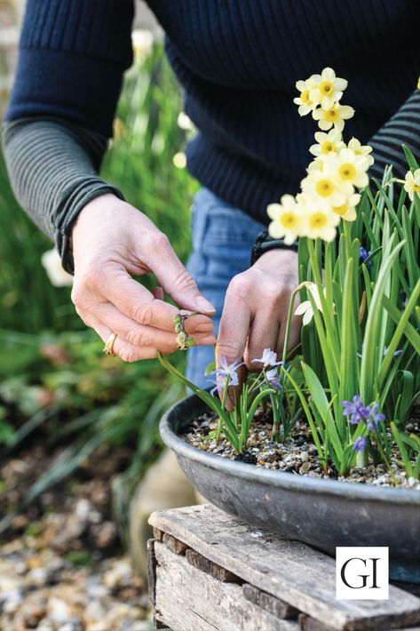 A stunning plant pot design you can plant up at home from designer Jo Thompson.   Award-winning designer Jo Thompson's container-planting series continues with this early spring flower combination using Narcissus and Scilla. Spring Bulb Combinations, Bulb Combinations, Narcissus Bulbs, Early Spring Flowers, Plant Pot Design, Container Planting, Planting Pots, Pot Design, Spring Bulbs