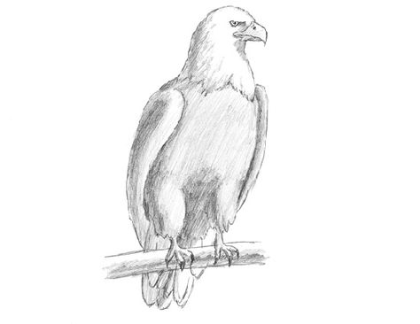 Draw Bald Eagle - video tutorial Sketches Easy Step By Step, Eagle Drawings, Sketches Animals, Animal Sketches Easy, Animal Photography Dogs, Animals Drawing, Easy Animal Drawings, Easy Animals, Drawing Simple