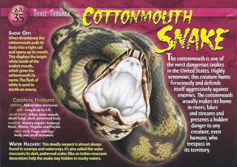 Cottonmouth Snake, Dangerous Snakes, Snake Facts, Types Of Snake, Adventure Magazine, Jungkook Wallpaper, Snake Venom, Wild Creatures, Prom Dresses For Teens