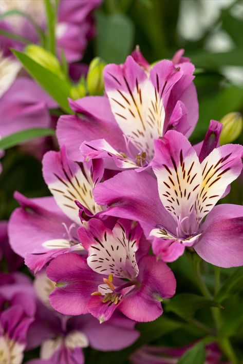 Garden Alstroemeria Summer Paradise® Summer Chic Dark Foliage, Summer Paradise, White Eyes, Summer Chic, Bright Purple, Pretty Flowers, Garden Pots, Patio Garden, Purple Flowers