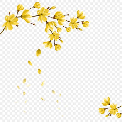 Apricot Blossom, Png Clipart, Yellow Color, Apricot, Blossom, Photoshop, Yellow, Floral, Color