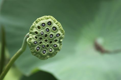 lotus fruit by MA rgit, via Flickr Orange Lotus Flower, Lotus Seed Pod, Ancient Egyptian Lotus Flower, Tibetan Lotus, Tibetan Lotus Flower, Lotus, Fruit, Pattern