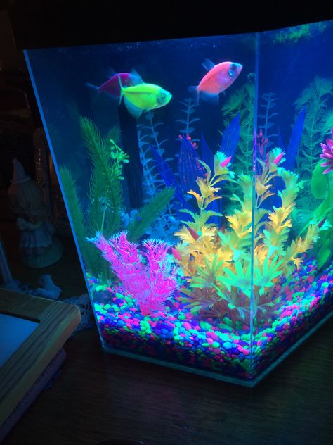 Neon Aquarium Aesthetic, Glo Fish Tank Ideas, Glo Fish Tank, Squiggle Aesthetic, Neon Fish Tank, Aquatic Ambience, Square Fish Tank, Cool Fish Tank Decorations, Betta Fish Bowl