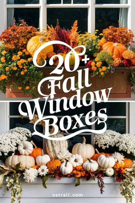 Transform your home with stunning fall window boxes! Explore creative designs that bring warmth using pumpkins vibrant foliage beautiful flowers and seasonal decorations. Each idea gives your space a cozy inviting vibe perfect for autumn. Let your windows shine and celebrate the beauty of the season right at home! https://ostrali.com/fall-window-boxes/ Spring Window Display Ideas Store Fronts, Spring Window Display Ideas, Spring Window Display, Fall Window Boxes, Fall Windows, How To Cook Lamb, Cabin Chic, Ornamental Kale, Spring Window