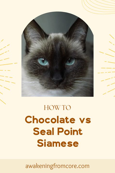 Wondering which cat breed suits you better? Join us as we compare the delightful Chocolate and Seal Point Siamese cats! Discover their behaviors, care needs, and charm to see which feline friend is your perfect match. Whether you're leaning towards the adorable Chocolate or the striking Seal Point ease with grooming tailored for Lotus, learn more about wonderful characteristics that make each breed so special! Find your next cuddly companion that perfectly fits your lifestyle and personality! Seal Point Siamese, Cat Stands, Bonding Activities, Cat Breed, Interactive Play, Loose Hairstyles, Siamese Cats, Cat Breeds, Perfect Match