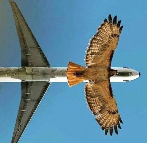 Amazing Photography Unbelievable, Fly Bird, Plane Spotter, Flying Eagle, Perfectly Timed Photos, Aviation Photography, Stunning Photography, All Birds, Amazing Photos