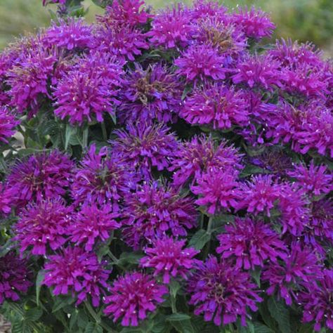 MONARDA 'GRAPE GUMBALL' Bee Balm. Perennial. | Etsy Magenta Flowers, Bee Balm, How To Attract Hummingbirds, Fragrant Flowers, Butterfly Garden, Perennial Plants, All Plants, Cottage Garden, In The Garden