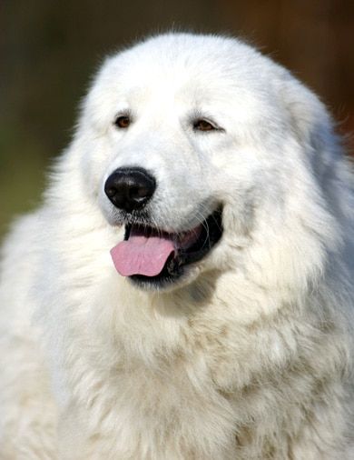 C'est un chien de berger par excellence qui a besoin d'espaces pour être heureux. Il est également très doué pour monter la garde et sera dissuader les voleurs. Maremma Sheepdog, Pyrenean Mountain Dog, Top Dog Breeds, Great Pyrenees Dog, Disabled Dog, Rare Breed, Great Pyrenees, White Dog, Mountain Dogs