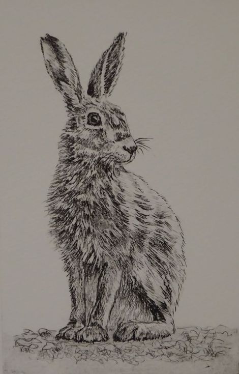 Hare Line Drawing, Hare Pencil Drawing, Pencil Drawings Of Hares, Hare Sketches Drawings, Hare Sketch, Dragon Light, Arm Accessories, Rabbit Tattoos, Bunny Painting