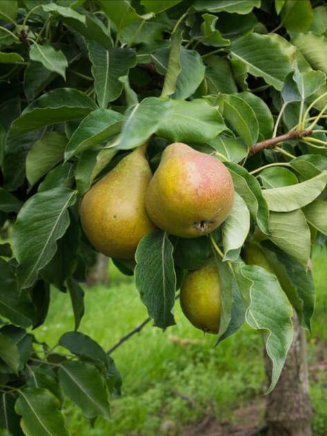 Do you already have an Pear Tree, but want growing, caring, and harvesting pear PROVEN Tips! TheGardeningDad has great news! In this article, are 10 EASY Steps for Growing Pear Trees. These tips will help you produce bigger, better, and more pears. Pea Plants, Desserts Fruit, Recipes Fruit, Tattoo Plant, Pea Plant, Pear Fruit, Dessert Aux Fruits, Fruit Salads, Butterfly Pea