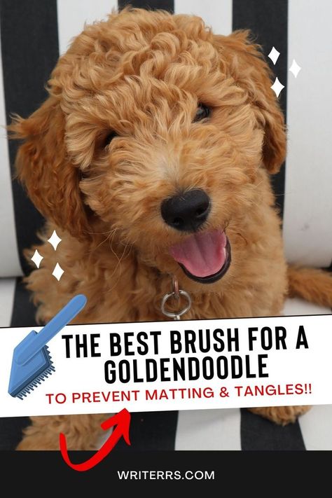 This is hands down the best brush for a Goldendoodle to prevent matting and tangles. Goldendoodle Grooming, Different Types Of Dogs, You Doodle, Detangler Spray, Types Of Coats, Best Brushes, Dog Brushing, Brush Type, Types Of Dogs