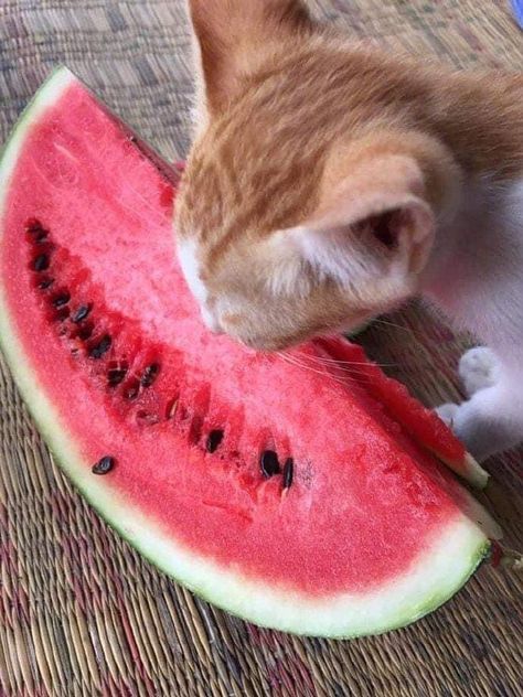 Cat Eating Watermelon, Watermelon Cat, Eating Watermelon, Cat Eating, Cat Makeup, Funny Cat Videos, Relaxing Music, All About Cats, Cat Pin