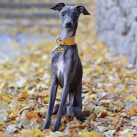 14 Quick Facts About Whippets Mini Greyhound Dog, Mini Italian Greyhound, Mini Greyhound, Greyhound Italian, Greyhound Puppies, Greyhound Silhouette, Greyhound Dog Breed, Greyhound Breed, Greyhound Dogs