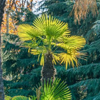 Windmill Palm Tree, Plants For Zone 9, Windmill Fan, Fan Palm Tree, Palm Trees For Sale, Windmill Palm, Cold Hardy Palm Trees, Small Windmill, Florida Trees