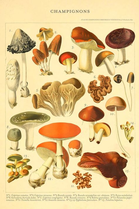 Beautiful vintage print with several hand drawn illustration of mushrooms with description on a beige background. Fungi Illustration, Poisonous Mushrooms, Antique Botanical Print, Illustration Botanique, Vintage Mushroom, Vintage Botanical Prints, Scientific Illustration, Illustration Vintage, Mushroom Art