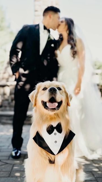 Golden Retriever Wedding, Dog Wedding Photos, Puppy Wedding, Wedding Photo List, Photo Animaliere, Best Man Wedding, Photos With Dog, Wedding Pets, Adorable Dogs