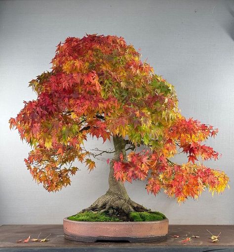 🍁 Bonsái de Arce Japonés: Elegancia y Color en Miniatura 🍁 El bonsái de Acer palmatum, o arce japonés, es una verdadera joya en el mundo del bonsái. Con sus hojas finamente divididas y su elegante estructura, este bonsái se destaca por su increíble capacidad de transformar cualquier espacio. Durante el otoño, sus hojas se visten de vibrantes tonos de rojo, naranja y amarillo, convirtiendo al arce japonés en un espectáculo natural que capta la atención de todos. Cuidar un bonsái de arce japo... Acer Shirasawanum Jordan, Acer Palmatum Bonsai, Acer Palmatum Sango Kaku, Satsuki Azalea Bonsai, Bonsai Mame, Acer Palmatum, Color