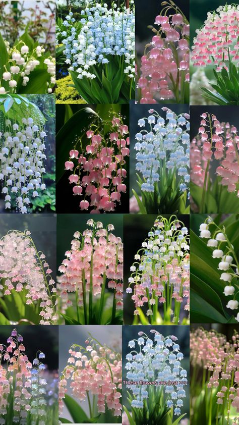 Lilly Of The Valley Pink, Lilly Valley Flower, Lily Of The Valley And Hawthorn, Lilly’s Of The Valley, Lilly Of The Valleys, Lillies Flowers, Preppy Flowers, Lily Core, Flower Lily Of The Valley