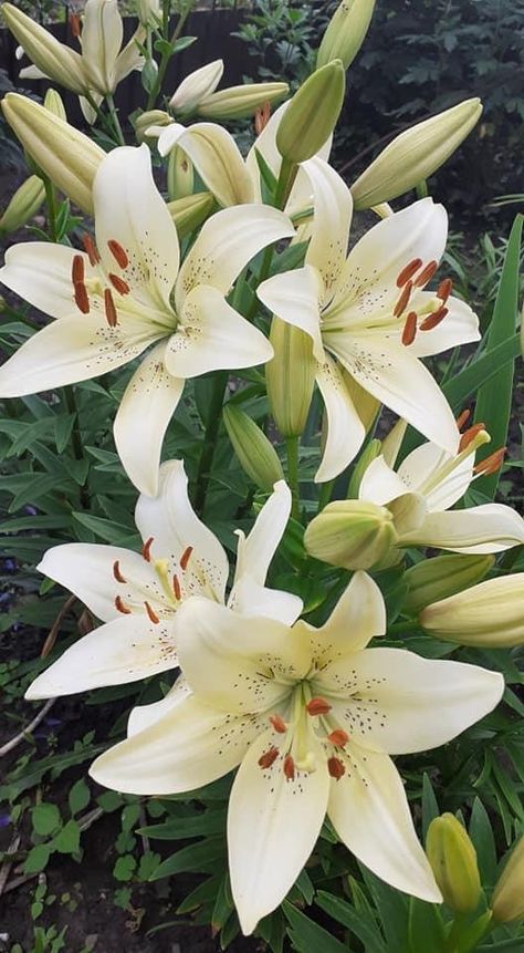 Giglio Aesthetic, White Lillie’s, Lillies Flowers Aesthetic, Water Lilly Aesthetic, Lilly Flower Aesthetic, Lilly Illustration, Lilly Aesthetic, Lilly Flower Drawing, Lilly Painting