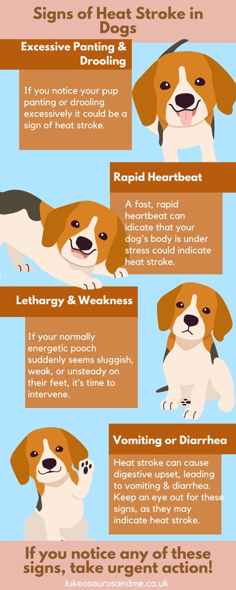 Signs of heat stroke in dogs that you need to look out for. If you spot these heat stroke in dogs signs, take your dog to the vet immediately. Dogs Signs, Tips To Be Happy, Dog Happy, Happy And Healthy, Physical Wellness, Dog Signs, Childrens Crafts, The Signs, Pet Health