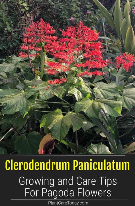 Clerodendrum Paniculatum (Pagoda Flower) pyramidal inflorescences, bright shade of red-orange, lovely aroma, open shrub, large evergreen leaves. Pagoda Plant, Pagoda Flower, Hammock Area, Zone 9b, Hawaiian Plants, Green Backyard, Florida Garden, Black Thumb, Florida Gardening