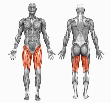 Quads Anatomy, Hamstrings Anatomy, Quad And Hamstring Workout, Legs Anatomy, Leg Muscles Anatomy, Workout Images, Soleus Muscle, Gym Back Workout, Seated Leg Curl