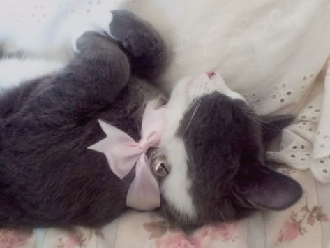 Doll Parts, Pinterest Account, Silly Cats, Doja Cat, Doll Face, Animals Friends, Cat Pics, Fur Babies, Cats And Kittens