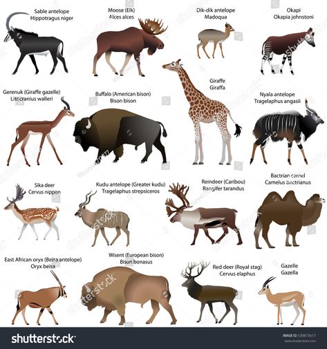 Collection of different species of even-toed ungulates animals #Ad , #affiliate, #species#Collection#toed#animals Graphic Design Portfolio Cover, Deer Species, Livestock Farming, Animals Illustration, Different Species, Deer Silhouette, Vector Artwork, Vector Stock, Animals Beautiful