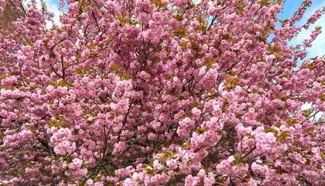 Kwanzan Cherry Trees: Care, Issues, Pruning Guide & More - Rennie Orchards Kwanza Cherry Tree, Kwanzan Cherry Tree Landscaping, Kwanzan Cherry Tree, Yoshino Cherry Tree, Ornamental Cherry, Gardening Indoors, Flowering Cherry Tree, Japanese Tree, Organic Compost